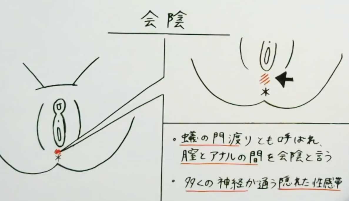 まんこ図解徹底イラスト解説 女性器 処女膜 クリトリス セクテクサイト